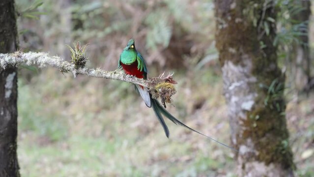 wide front on view of a male resplendent quetzal on a perch at a cloud forest of costa rica