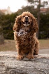 Photo of a Cocker spaniel dog sitting on a rock. He is wearing a bandana around his neck. 