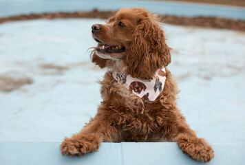 Photo of a cocker spaniel dog in an empty outdoor pool. He is wearing a bandana around his neck. 