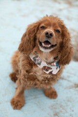 Photo of a cocker spaniel dog in an empty outdoor pool. He is wearing a bandana around his neck. 