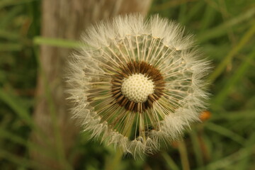 Close-up of dandelion seeds 