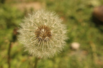 Close-up of dandelion seeds 