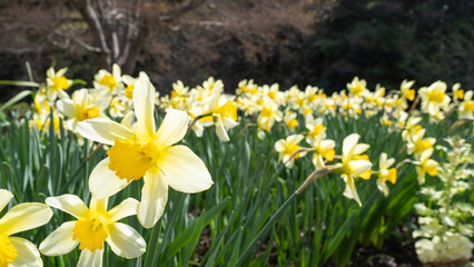 スイセンの花”Daffodils”