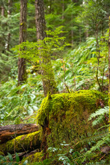 Old growth forest in the Pacific Northwest - temperate rainforest