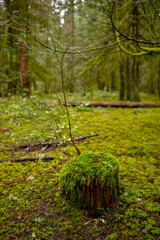 Old growth forest in the Pacific Northwest - temperate rainforest - 499714517