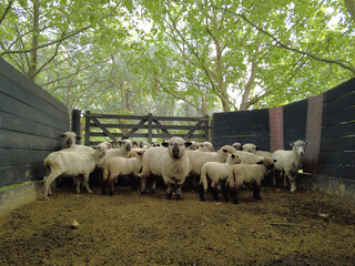 Sheep in a farm