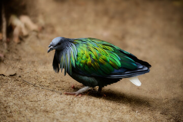 Nicobar Pigeon walking