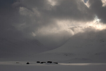 Approaching Salka hut on skies at sunset during the winter season, Swedish Lapland, April