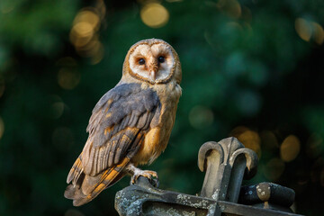 Portrait of owl. Barn owl, Tyto alba, perched on old broken gravestone. Beautiful owl in autumn nature. Green natural background. Urban wildlife. Owl in old cemetery. Attractive animal mood scene.