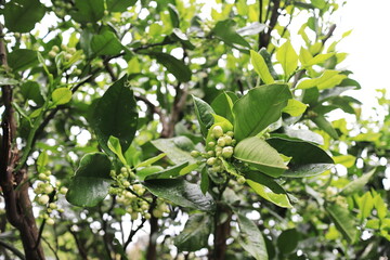 春についたミカンのツボミ