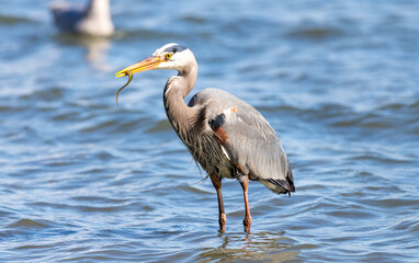 A great blue heron 
