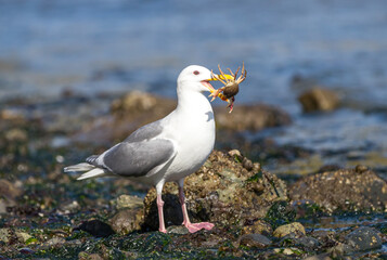 A Glaucous-winged seagull 