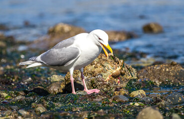 A Glaucous-winged seagull 
