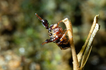a spider hanging on the edge of a brown plant