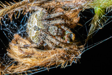a fat spider hiding on its nest