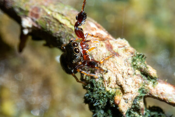 a spider standing on the top of a branch