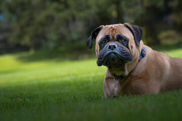 Fototapeta premium 2022-04-18 A BULLMASTIFF LYING IN LUSH GREEN GRASS WITH NICE EYES AND A FUNNY LOOK ON HER FACE WEARING AMULTI COLORED COLLAR AND A BLURRY BACKGROUND