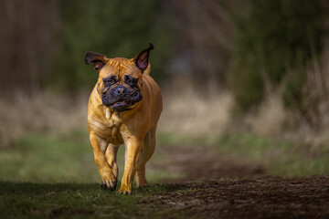 
2022-04-18 A LARGE BULLMASTIFF TROTTING DOWN A TRAIL WITH HER EARS FLYING AND BRIGHT EYES WITH A BLURRY BACKGROUND
