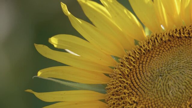A macro shot of  the leaves of a sunflower.
