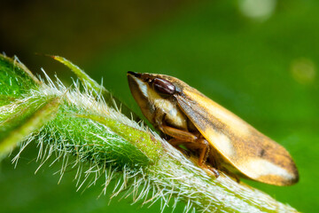 side view of a leafhopper on the top of a spiky stalk