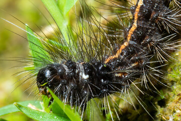 long spiky hair caterpillar roaming around in the nature