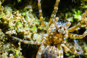 top view of a spider on the ground