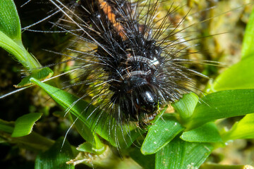 long spiky hair caterpillar roaming around in the nature
