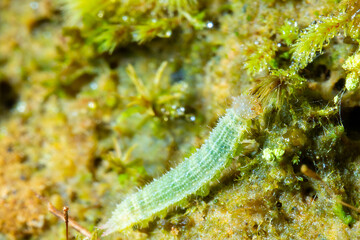 a green caterpillar roaming around in the nature