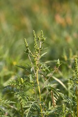 Ragweed closeup, common allergy plant