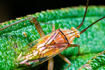 an orange-colored paddy earhead bug on the top of a green leaf