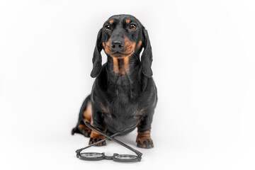 Adorable dachshund puppy obediently sits in studio on a white background, front view. Glasses for vision correction lie in front of pet with lenses down. Advertising of an optics store