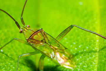 green colored paddy earhead bug on the top of a green leaf