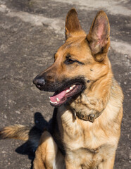 Beautiful and happy German Shepherd girl. Portrait of a purebred German Shepherd on a sunny day in spring