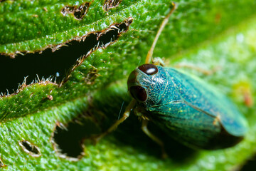blue colored insect on the top of a hollow leaf