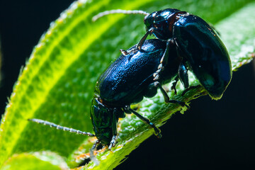 a couple of mating of black bugs on the top of a leaf