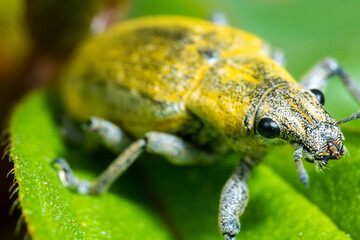 Obraz premium yellow colored weevil on the top of a green leaf