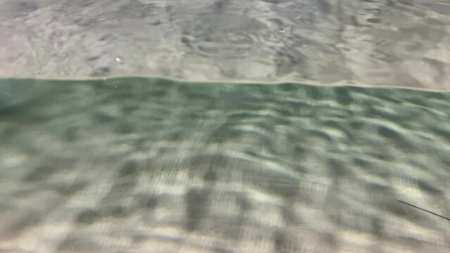 Close view of skate fish mouth and gills swimming