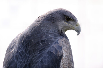 Black chested Buzzard Eagle (Geranoaetus melanoleucus), impressive detailed portrait of the head and beak.