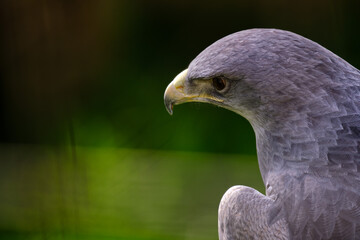 Black chested Buzzard Eagle (Geranoaetus melanoleucus), impressive detailed portrait of the head and beak.