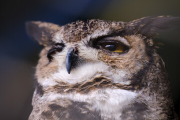 Great Horned Owl (Bubo virginianus), beautiful detail portrait.