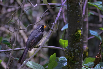 Golden billed Saltator (Saltator aurantiirostris), perched on the branches of a bush.