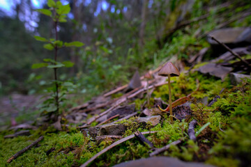 Small forest mushroom in its natural environment; small and beautiful.