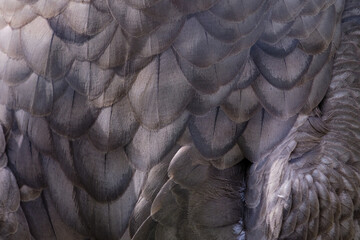 Texture of the plumage of the Andean Condor (Vultur gryphus) showing its beautiful patterns. © Jonathan Chancasana