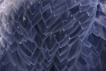 Texture of the plumage of the Black chested Buzzard Eagle (Geranoaetus melanoleucus) showing its beautiful patterns. © Jonathan Chancasana