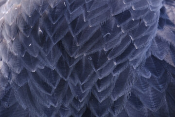 Texture of the plumage of the Black chested Buzzard Eagle (Geranoaetus melanoleucus) showing its...