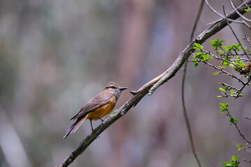 Streak throated Bush Tyrant (Myiotheretes striaticollis), solitary specimen perched on branches of...