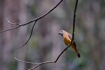 Streak throated Bush Tyrant (Myiotheretes striaticollis), solitary specimen perched on branches of...