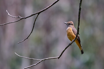 Streak throated Bush Tyrant (Myiotheretes striaticollis), solitary specimen perched on branches of a bush.