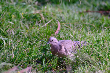 Eared Dove (Zenaida auriculata), walking on the grass looking for its food.