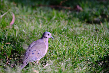 Eared Dove (Zenaida auriculata), walking on the grass looking for its food.